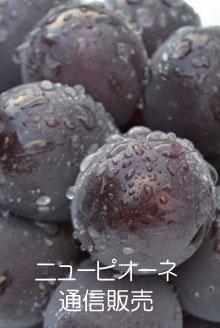 �ԥ������̿�����